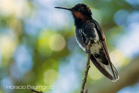 Picaflor negro (Black Jacobim) Florisuga fusca
