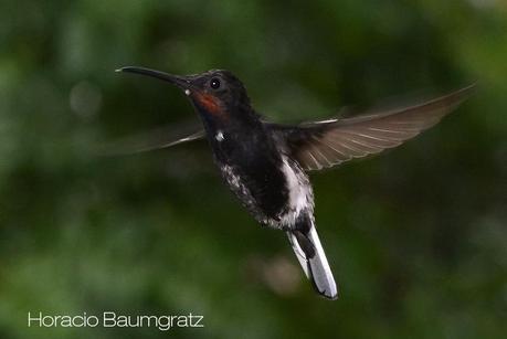Picaflor negro (Black Jacobim) Florisuga fusca