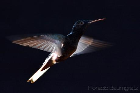 Picaflor negro (Black Jacobim) Florisuga fusca