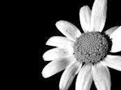 White simplicity... look