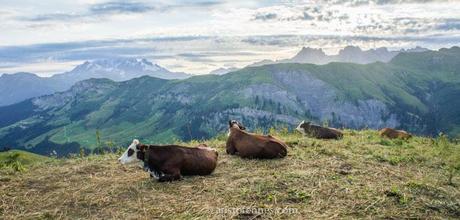 Paisaje de Los Alpes - las vacas despertadoras