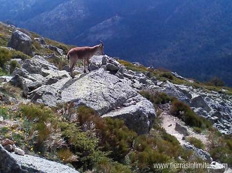 Capra pyrenaica hispanicaSierra Guadarrama, Bola del Mundo