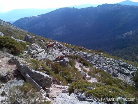 Capra pyrenaica hispanica en la Bola del Mundo