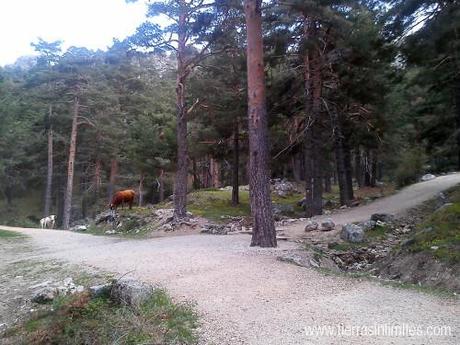 Camino a la Fuente de la Campanilla, en la Barranca.