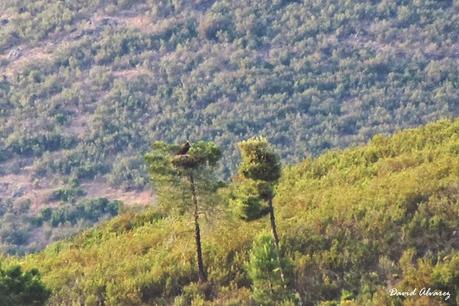 Fin de semana en Monfragüe con Ardeidas