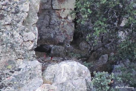 Fin de semana en Monfragüe con Ardeidas