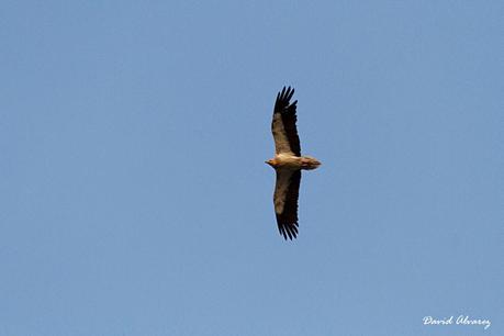 Fin de semana en Monfragüe con Ardeidas