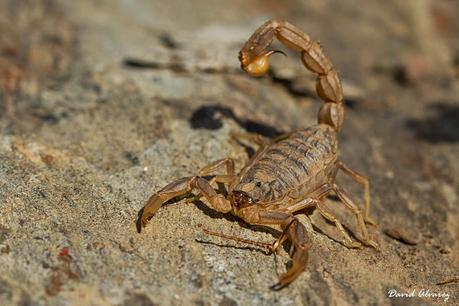 Fin de semana en Monfragüe con Ardeidas