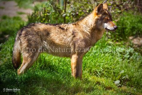 Ayudemos al lobo ibérico en Sierra Morena. ¡Participa!
