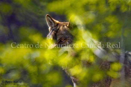 Ayudemos al lobo ibérico en Sierra Morena. ¡Participa!