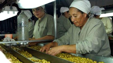 Una cosecha pobre y los altos costos amenazan a 700 empleados olivícolas