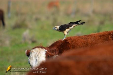 Chimachima (Yellow-headed Caracara) Milvago chimachima