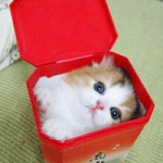 Compresión vocal ( Parte 1 )