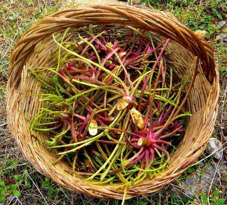 Especial cocina de temporada: La tagarnina