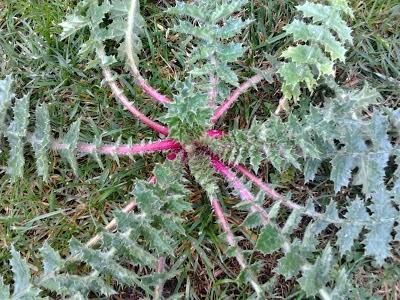 Especial cocina de temporada: La tagarnina