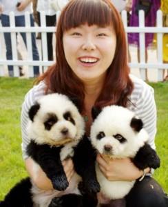 Panda Dogs