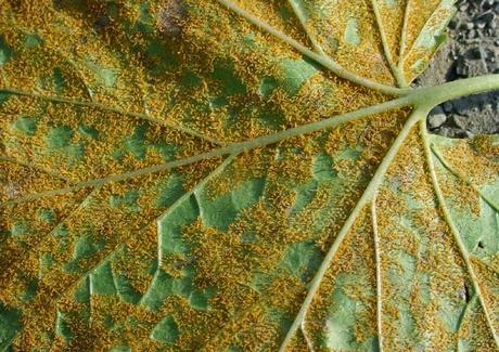 El nuevo enemigo: la roya