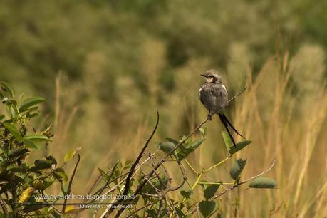 Yetapá grande (Streamer-tailed Tyrant) Gubernetes yetapa