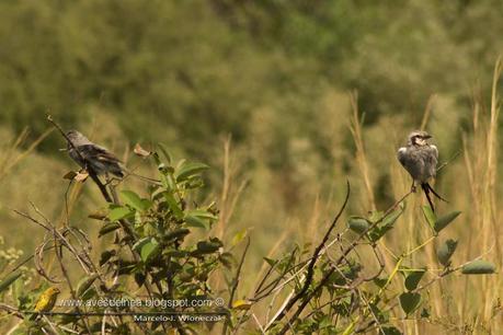 Yetapá grande (Streamer-tailed Tyrant) Gubernetes yetapa