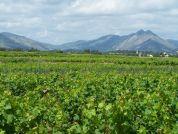 Vista de viñas de Lliber a Xaló