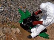 imputados matar seis galgos golpes.