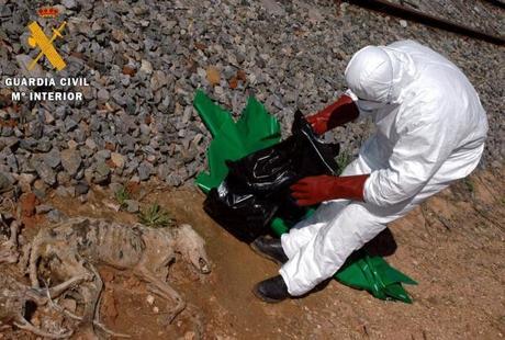 Dos imputados por matar a seis galgos a golpes.