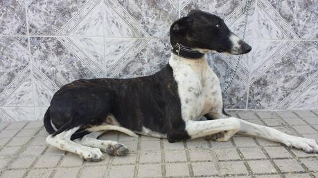 GALGO, ADOPCIÓN O ACOGIDA URGENTE