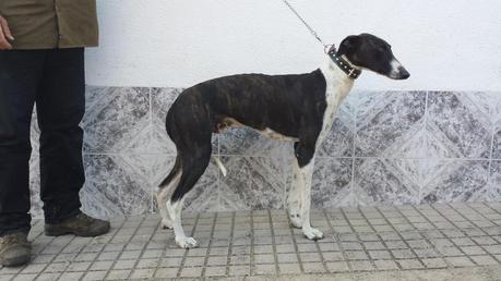GALGO, ADOPCIÓN O ACOGIDA URGENTE