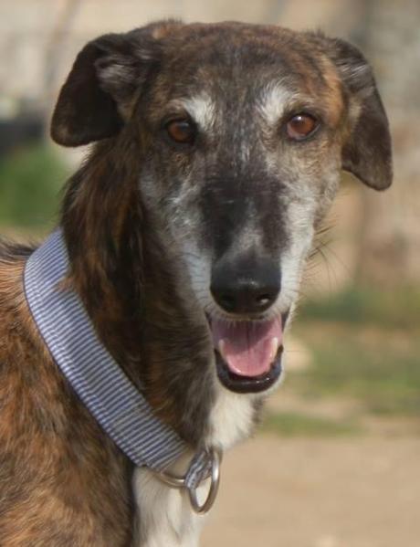 ALEPO, IMPRESIONANTE GALGO EN ADOPCIÓN. (MADRID)