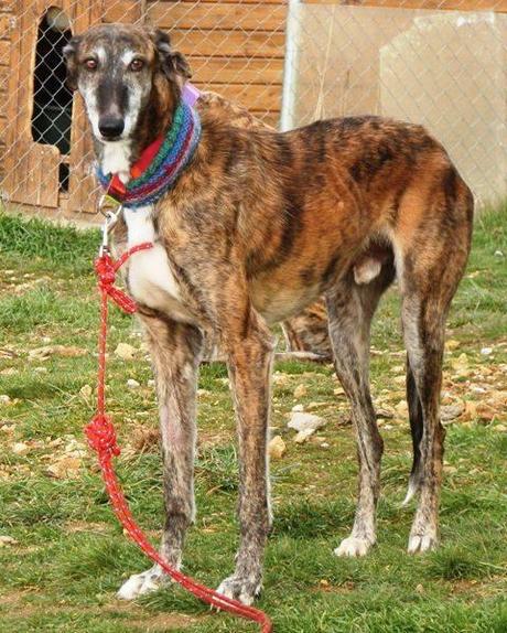 ALEPO, IMPRESIONANTE GALGO EN ADOPCIÓN. (MADRID)