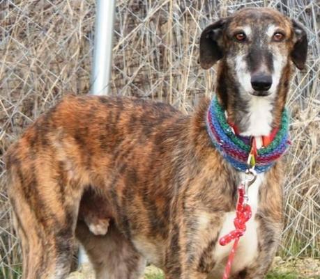 ALEPO, IMPRESIONANTE GALGO EN ADOPCIÓN. (MADRID)