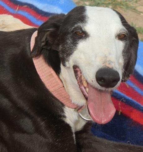 EDHITH ESPERA UNA OPORTUNIDAD. (MADRID)