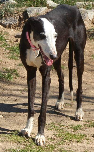 EDHITH ESPERA UNA OPORTUNIDAD. (MADRID)