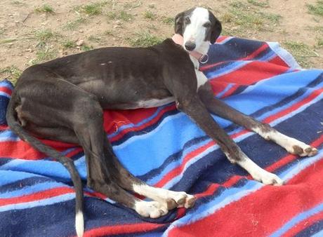 EDHITH ESPERA UNA OPORTUNIDAD. (MADRID)