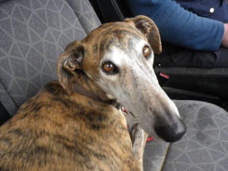 LUTE...PENA ES LO QUE SIENTO, (NECESITA ACOGIDA URGENTE EN SEVILLA)