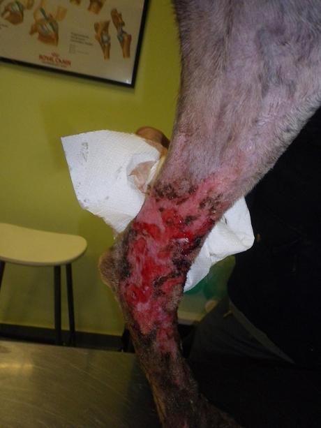 LUTE...PENA ES LO QUE SIENTO, (NECESITA ACOGIDA URGENTE EN SEVILLA)