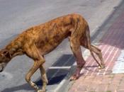 Lute...pena siento, (necesita acogida urgente sevilla)