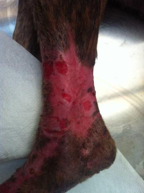 LUTE...PENA ES LO QUE SIENTO, (NECESITA ACOGIDA URGENTE EN SEVILLA)