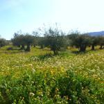 campos verdes iriepal
