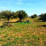 recogiendo aceitunas