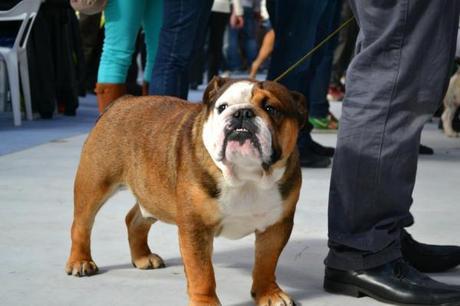 Tercer lugar, Toledo. Bulldogs Chejov