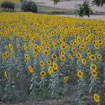 Y nos fuimos de gira