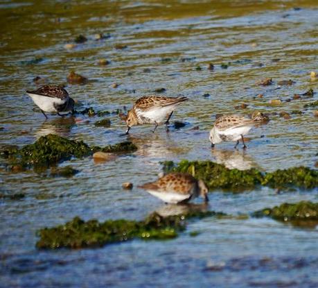 Buena caída de limícolas