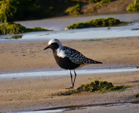 Buena caída de limícolas