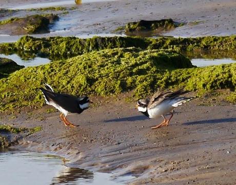 Buena caída de limícolas