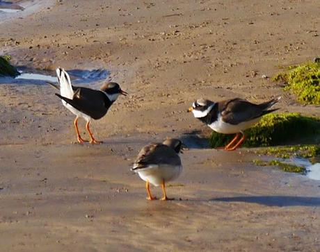 Buena caída de limícolas
