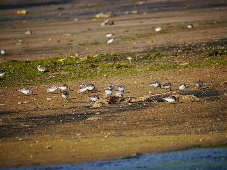 Buena caída de limícolas