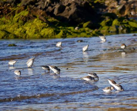 Buena caída de limícolas