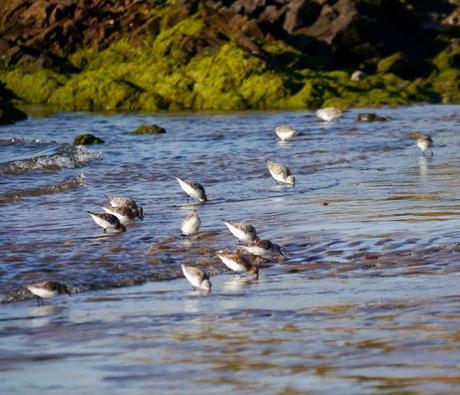 Buena caída de limícolas
