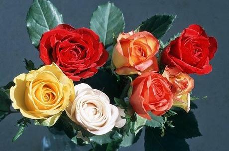 Rosas y su simbolismo